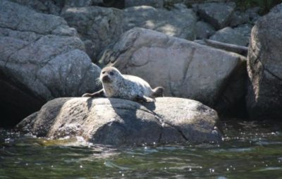 zeehond