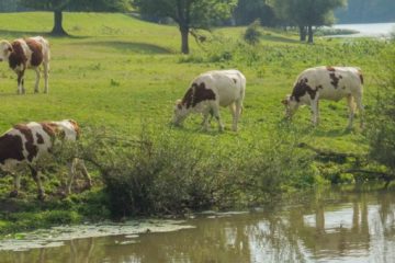 vissen op de Saône