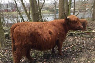 Europarcs Citycamping Het Amsterdamse Bos Visvakantiegids (17)